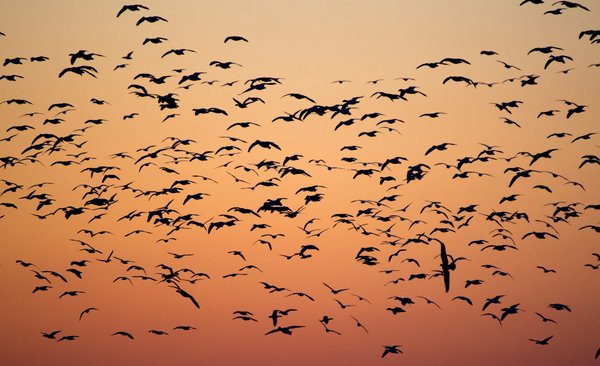 Comment organiser un camping pour observer les oiseaux en migration en automne?